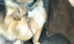 狗叫视频,狗狗欢快叫声背后的温馨故事