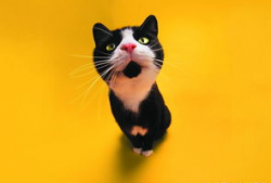 娱乐吃瓜君猫爷