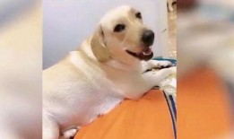 小狗视频搞笑视频大全,小狗搞笑视频大盘点