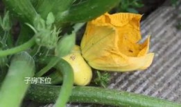 吃瓜群的链接,网络热议背后的真相与趣味