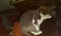 猫交配视频,揭秘猫咪交配的温馨瞬间