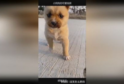 小狗狗可爱视频,小狗狗可爱视频集锦