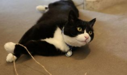 娱乐吃瓜君猫爷